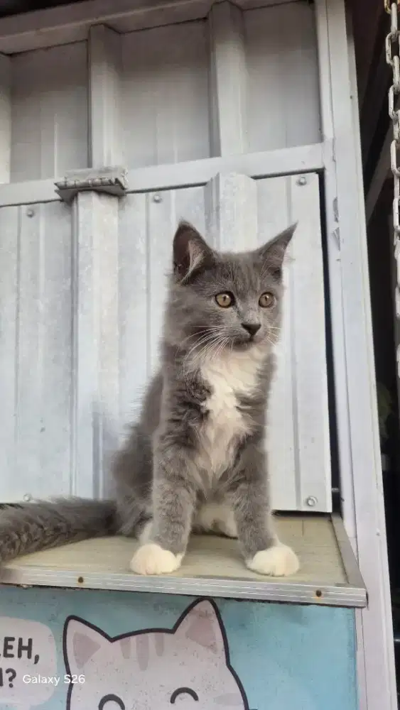 Kitten jantan usia 3,5 bln mix persia anggora