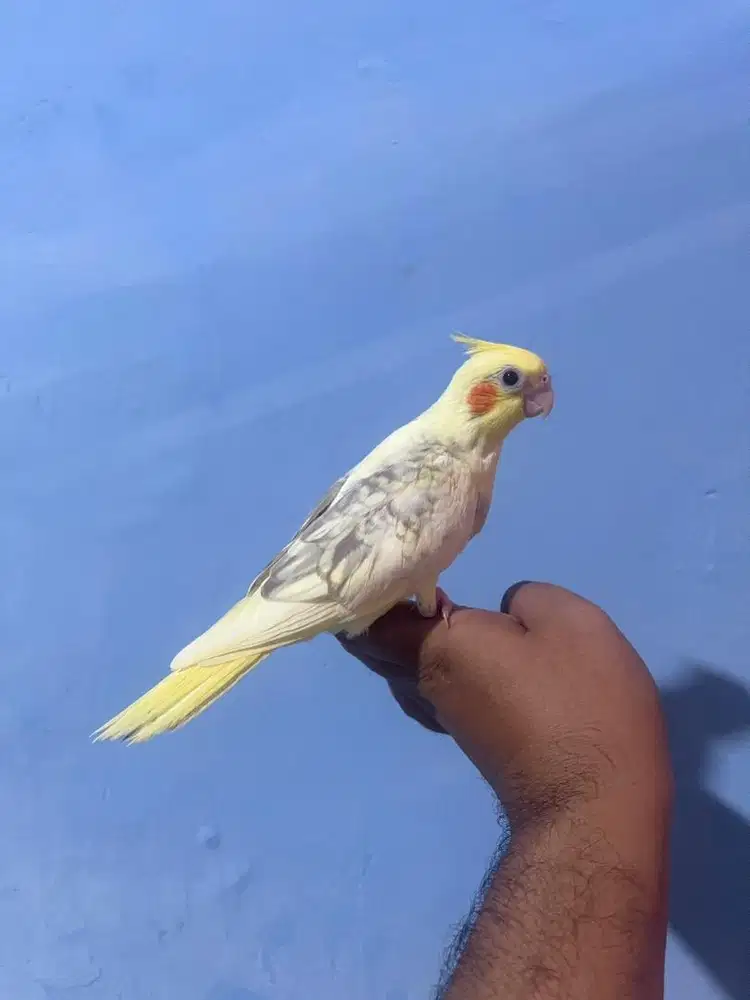 Falk cockatiel parkit australia Jinak total aman untuk anak2