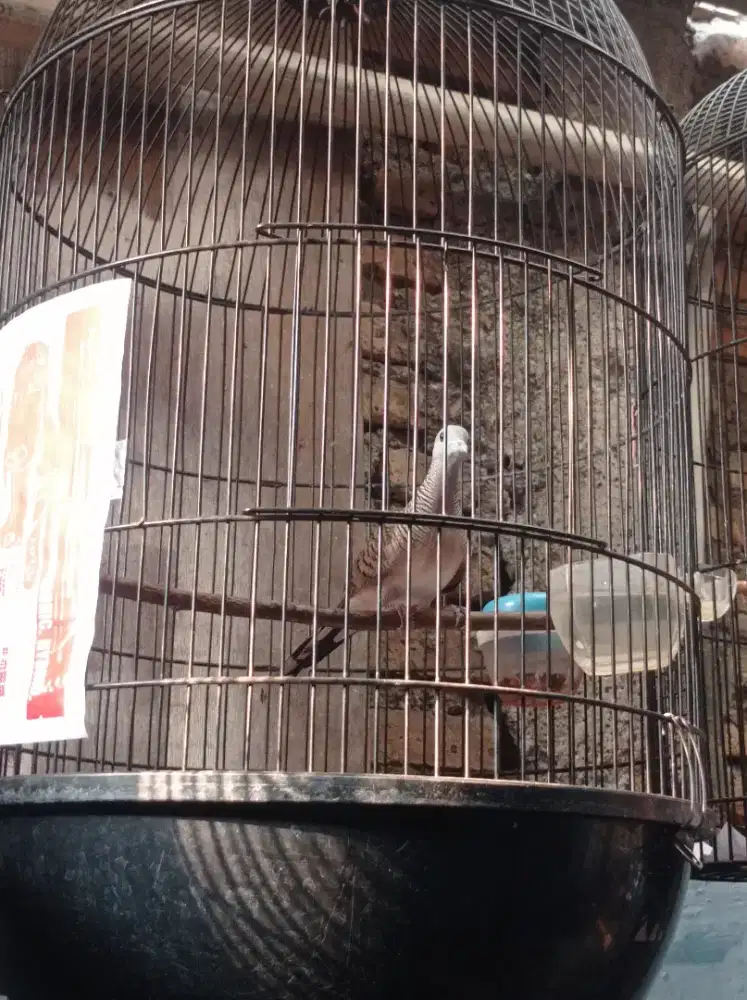 Burung perkutut lokal