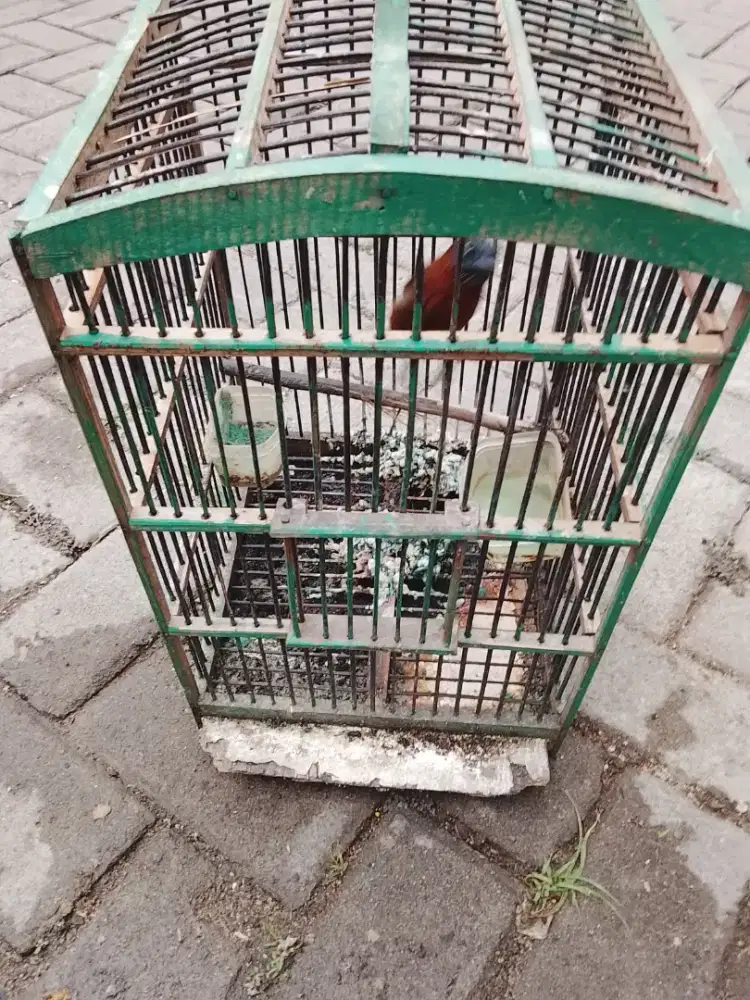 Jual burung Tepus pala abu