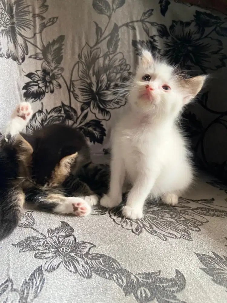 Kitten persia medium jantan