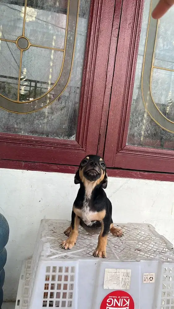 Chihuahua cihuahua jantan betina medan ready