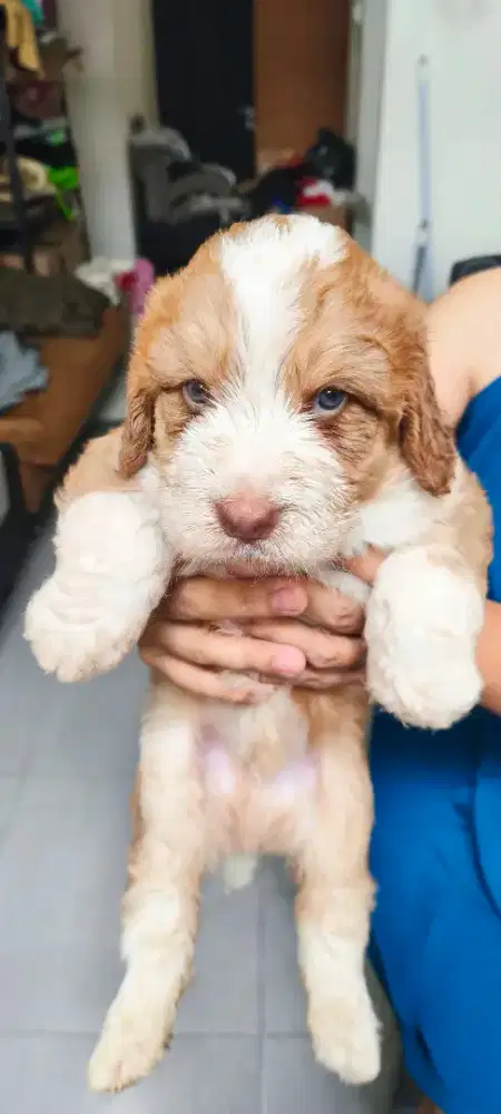PUPPY CLUMBER SPANIEL X GIANT POODLE