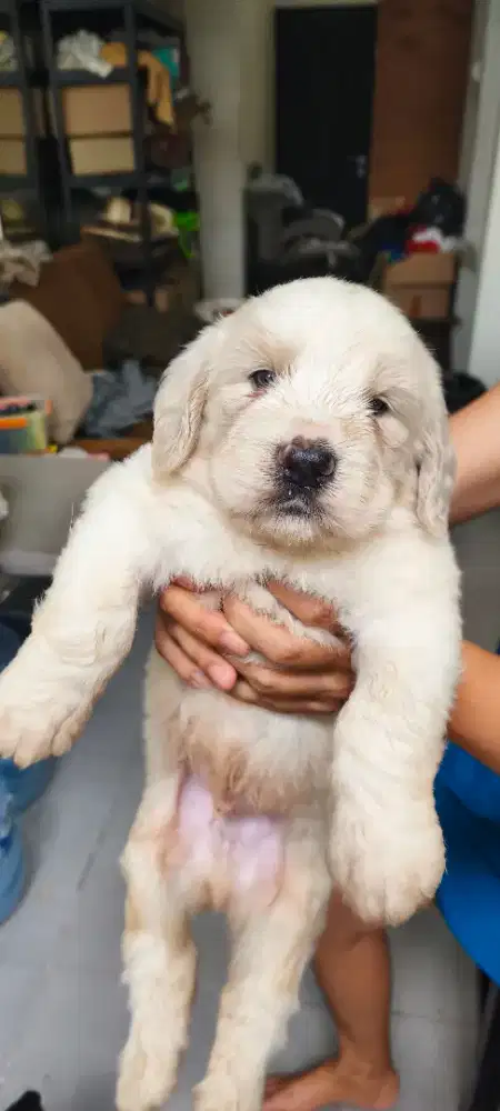 PUPPY CLUMBER SPANIEL X GIANT POODLE MIX