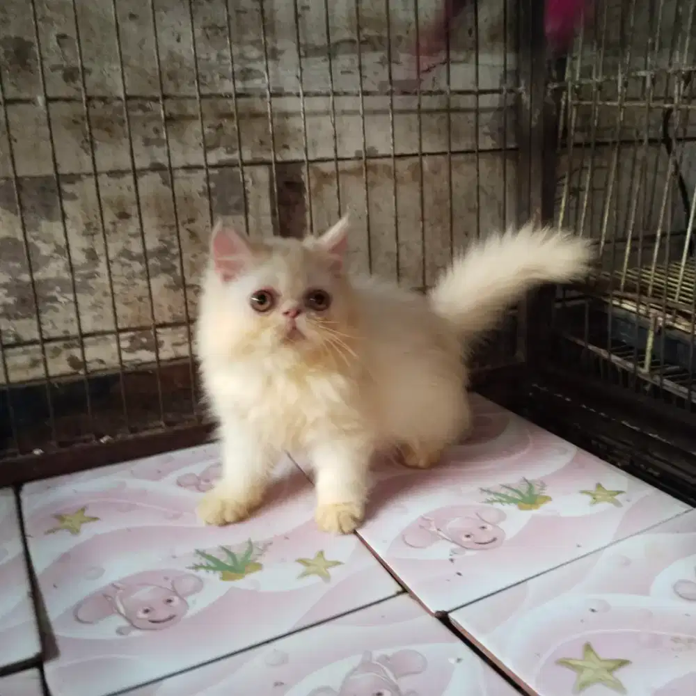 Kitten peaknose betina