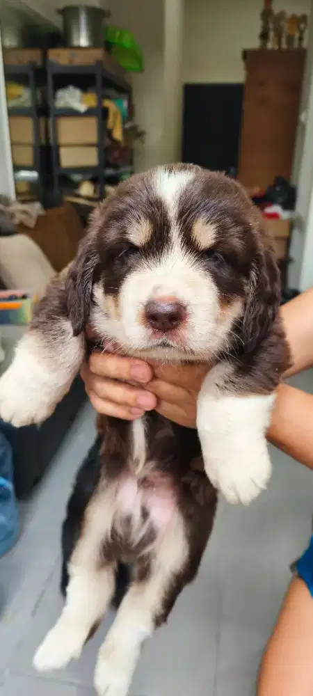 PUPPY CLUMBER SPANIEL X GIANT POODLE MIX