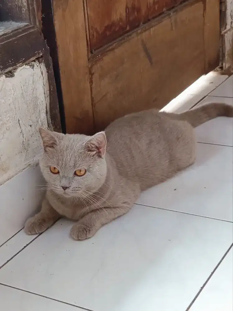 British Shorthair Lilac