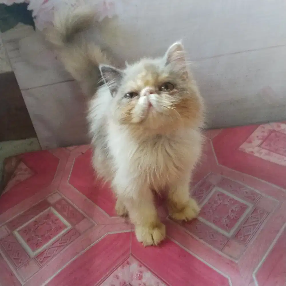 Kitten peaknose betina