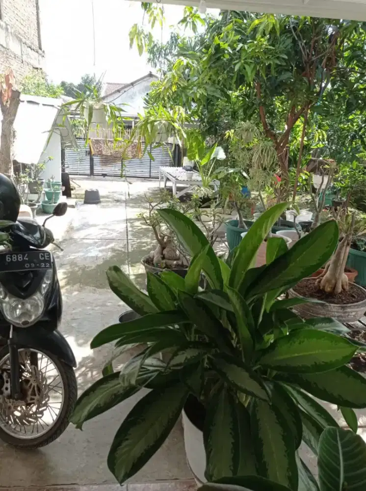 Dijual Cepat Rumah Luas Bebas Banjir