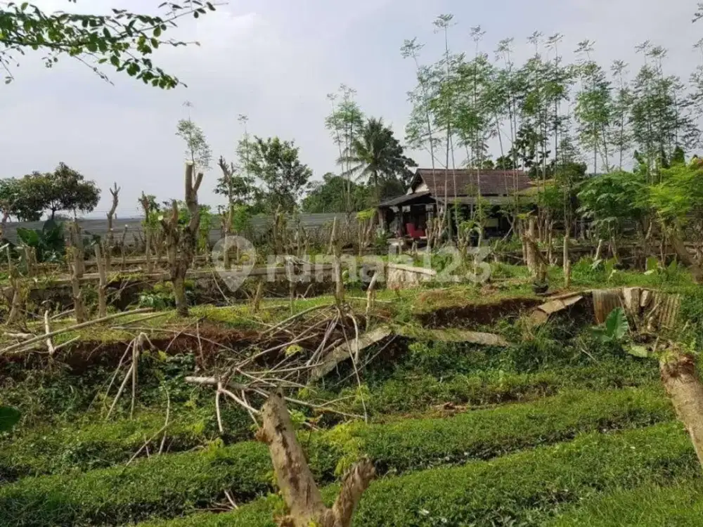 Diujal Cepat Tanah dan Kolam Ikan