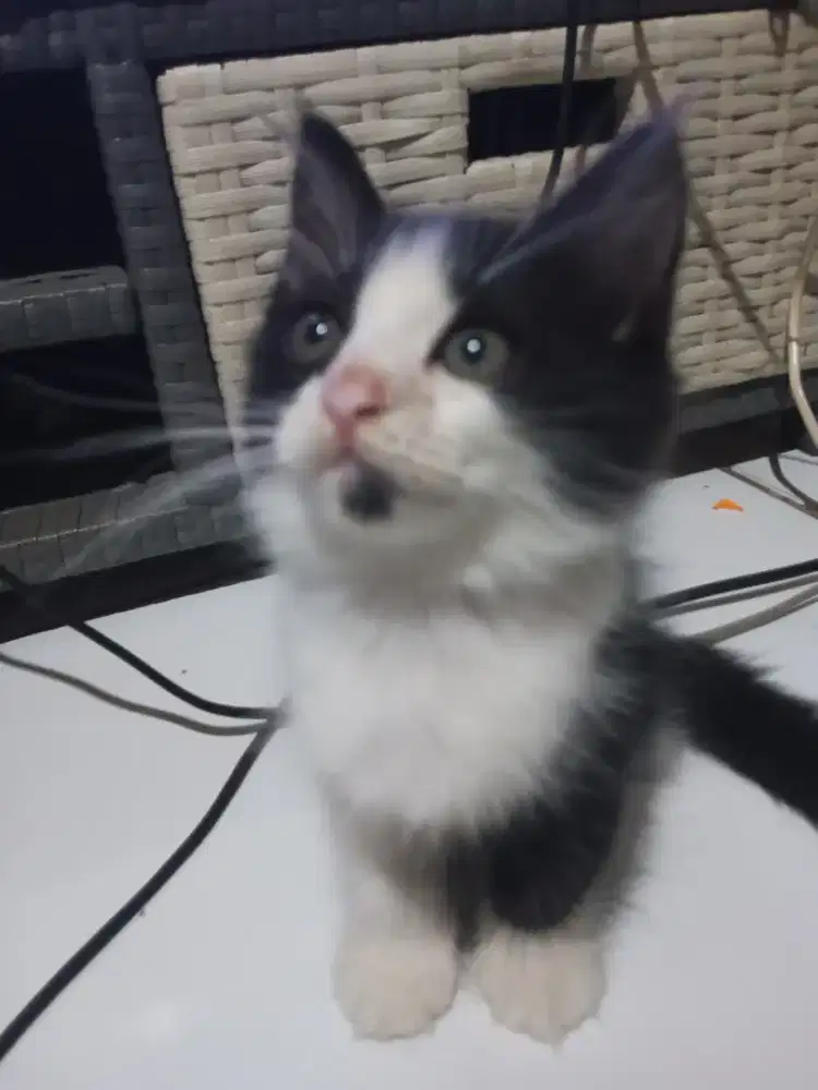 Kitten persia bigbone
