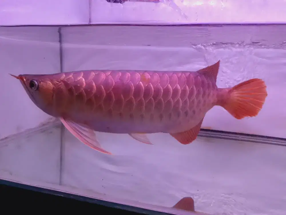 Arwana super red