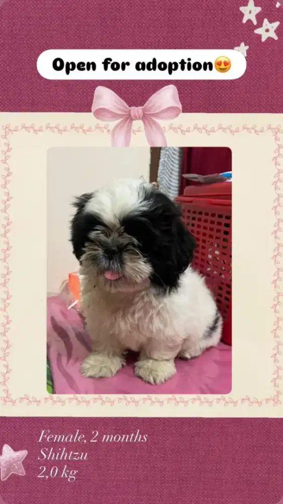 Anak Anjing Ras Shih Tzu