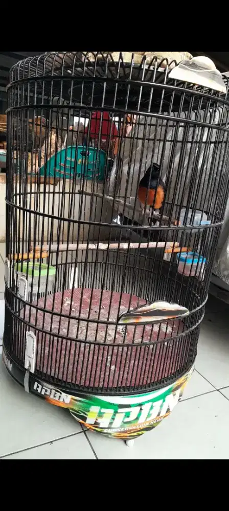 Murai batu balak lagi dorong ekor