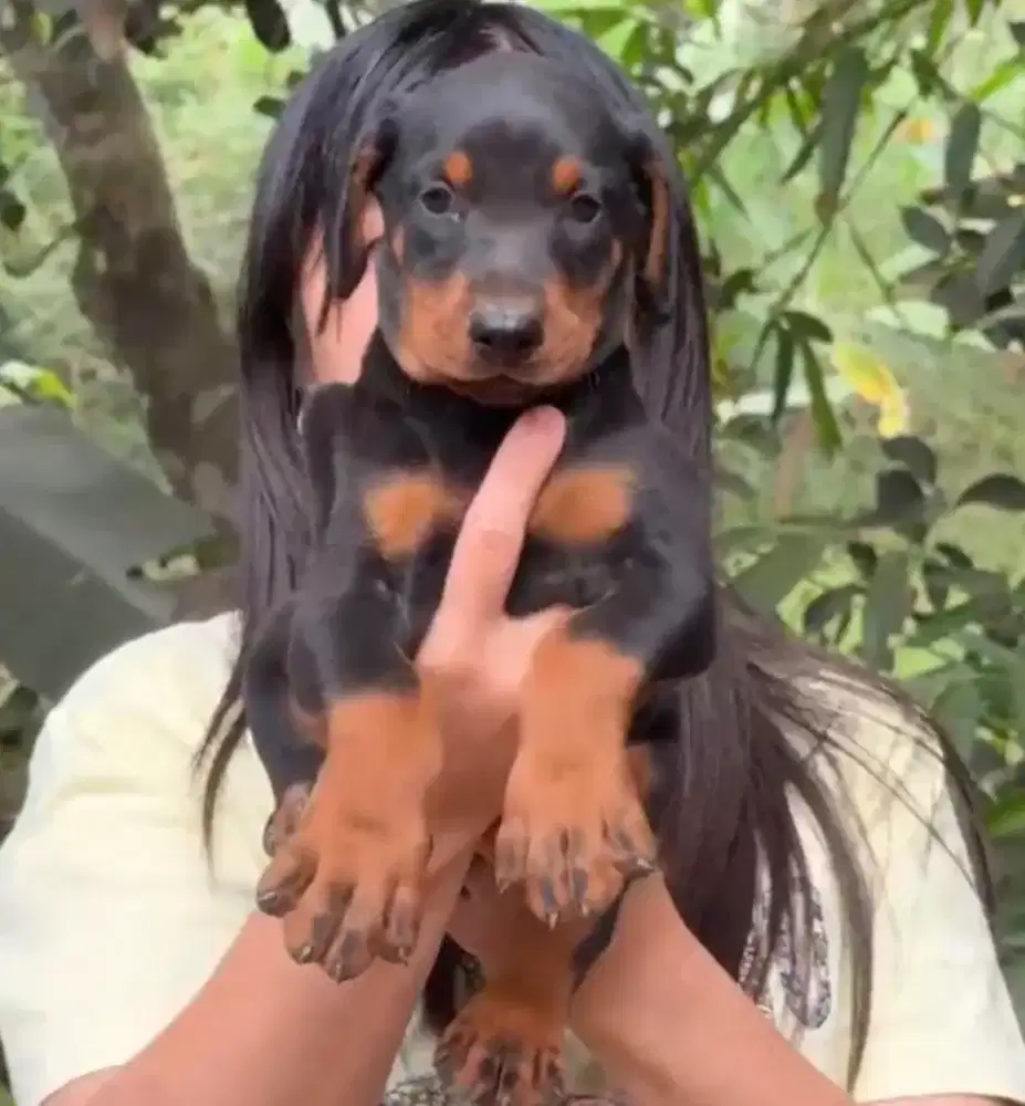 Doberman puppies