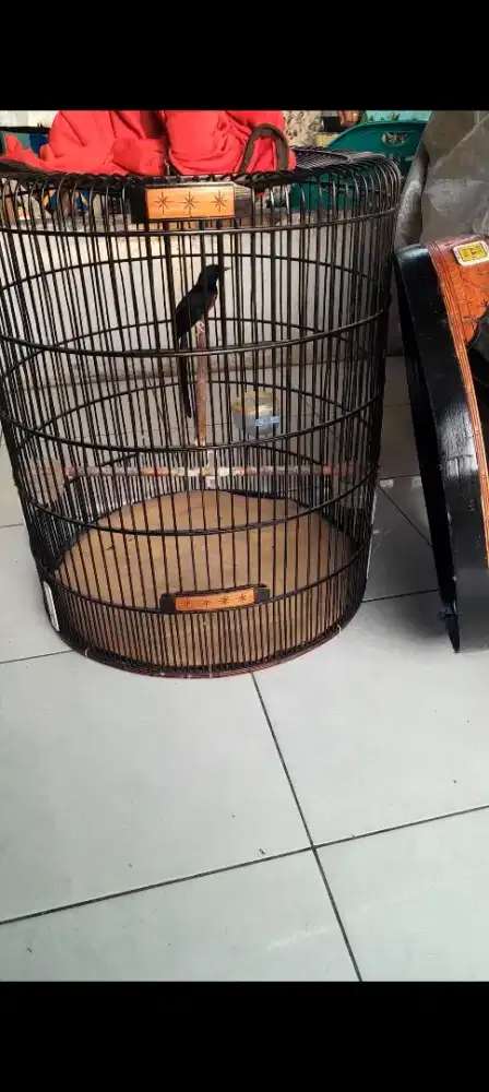 Murai batu hutan fullset