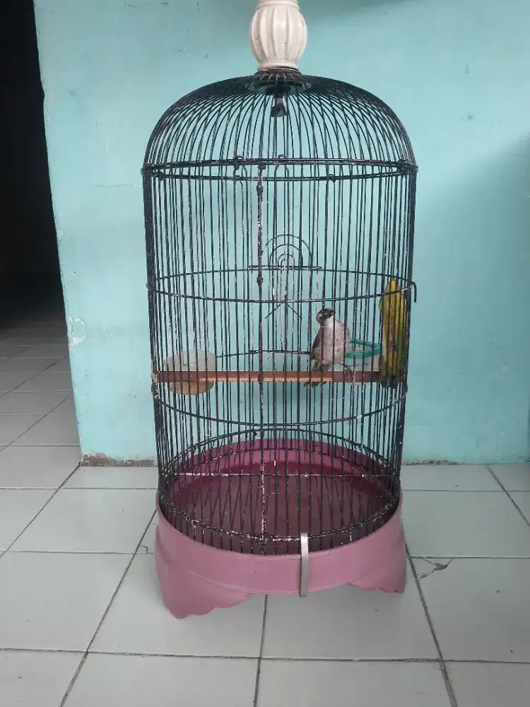 Burung cerukcuk fullset jinak bisa dikirim