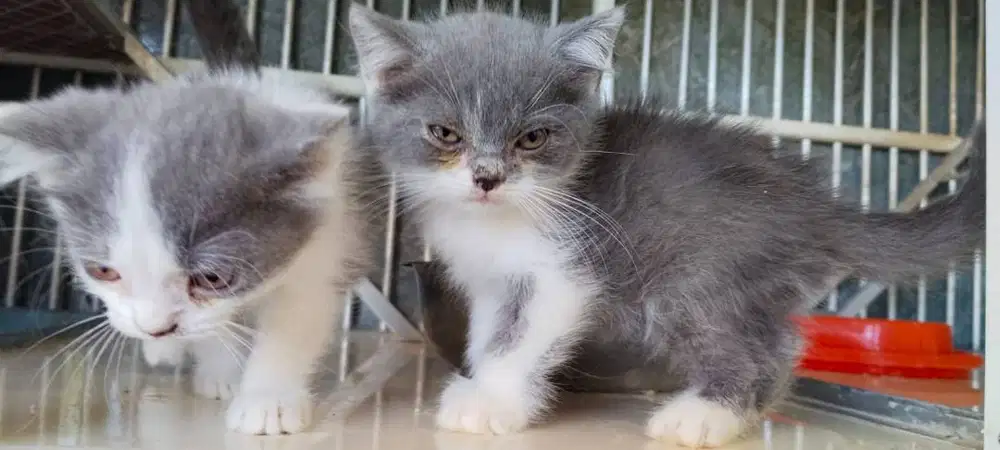 Kitten British Shorthair (BSH) Bicolor Jantan – Sehat & Gemoy