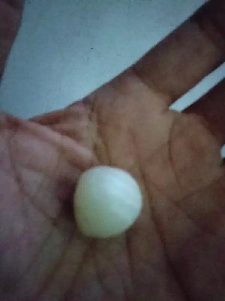 Batu akik. Mustika puser bumi.