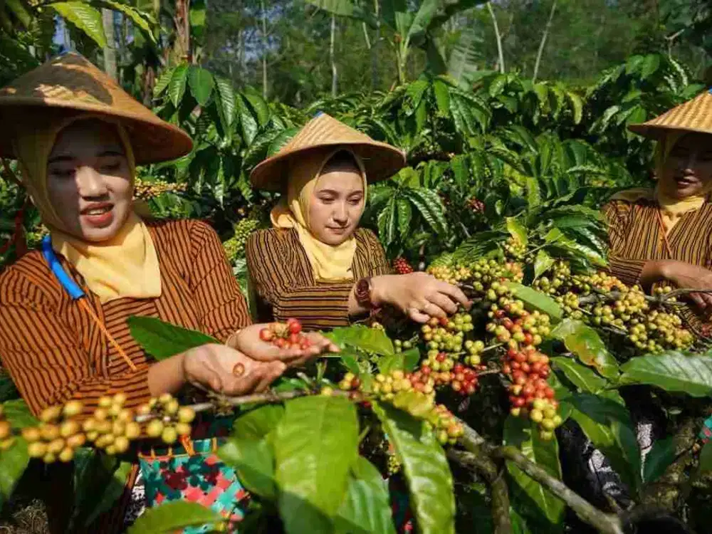 Tanah kebun Produktif Kopi, cengkeh ,kayu Alba, Jati 56  HA Temanggung Jawa Tengah