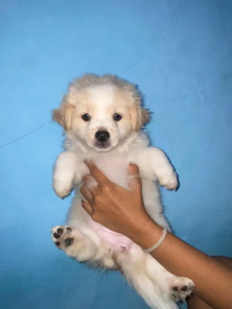 Maltipo 2bln Betina