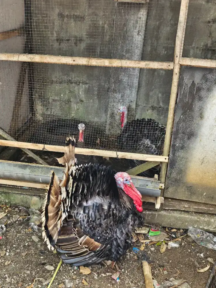 JUAL AYAM KALKUN ( BRONZE )