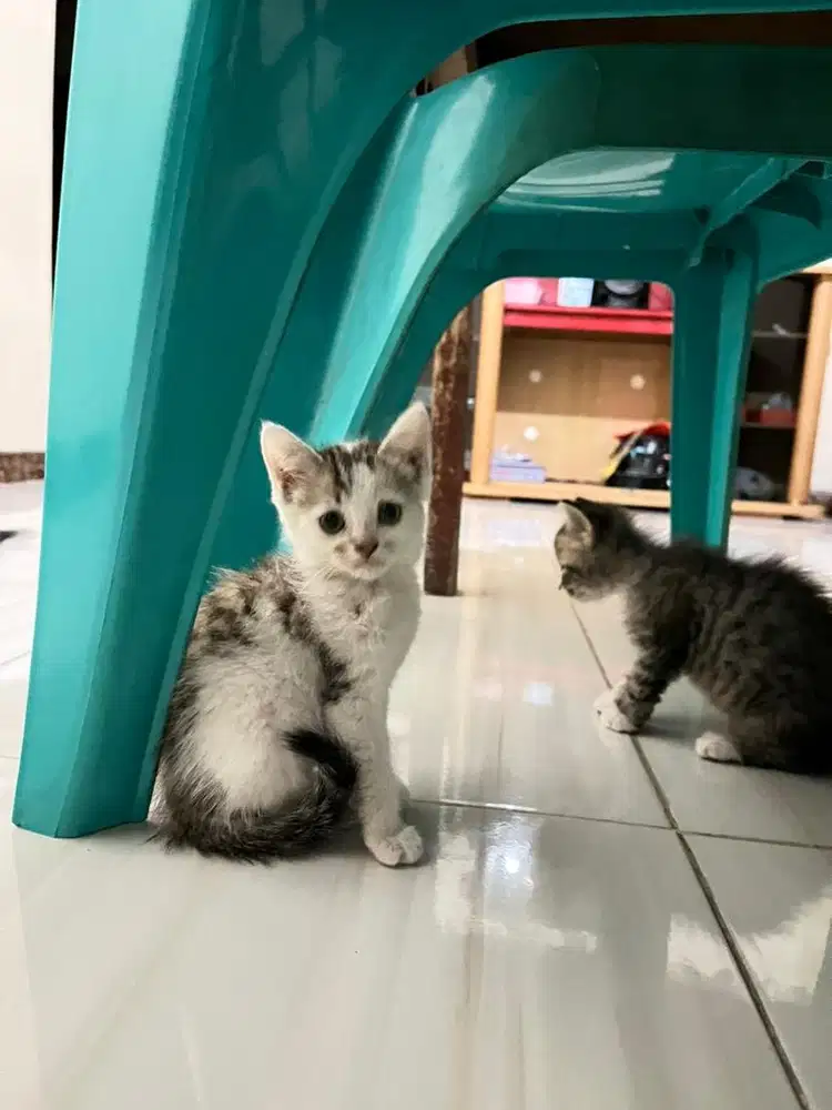 Kitten Persia Mix