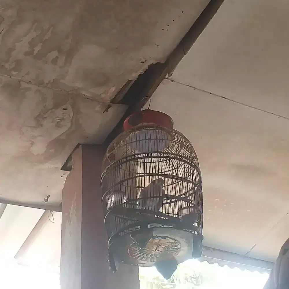 Burung puter pelung