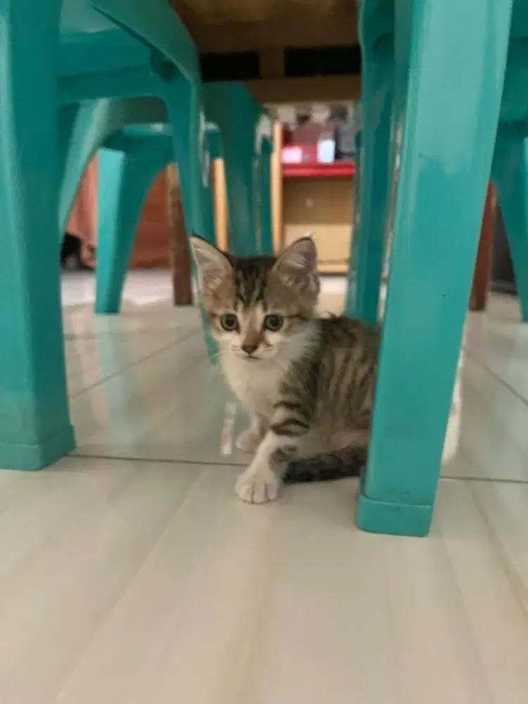 Kitten Persia Mix