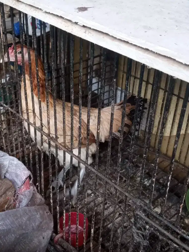 Atam dewasa jantan 1 cewe bangkok 2 pelung 1