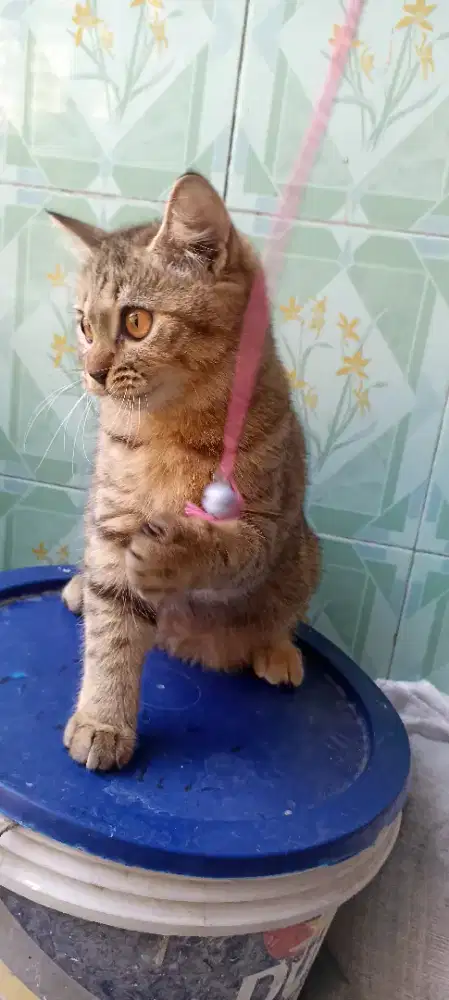 Kucing mix BSH betina waru