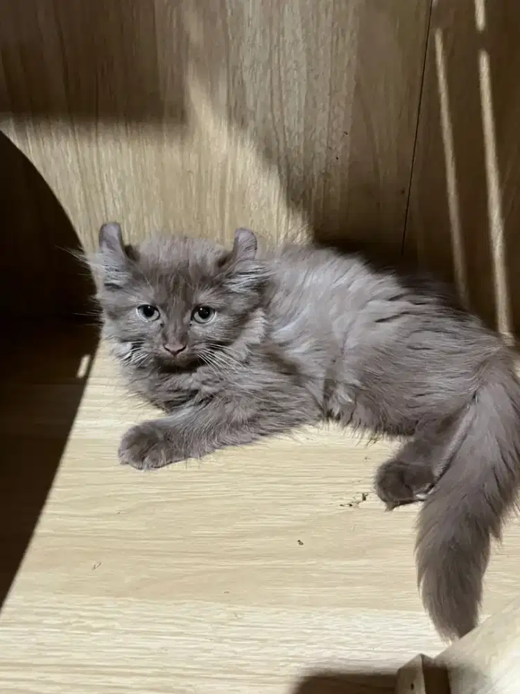 Kitten American Curl