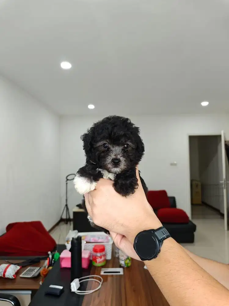 Anak anjing tiny poodle silver jantan male