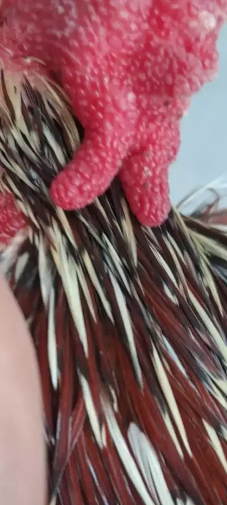 Ayam ketawa jantan warna bulu bagus, jengger belakang mirip TANDUK