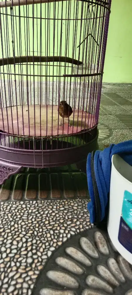 Burung jongkangan coklat purtotal