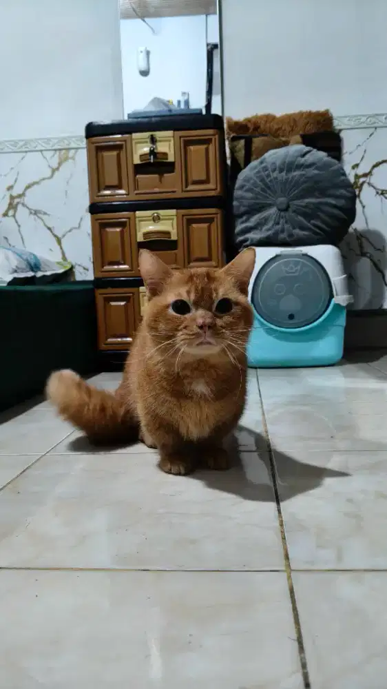 Kucing bsh munckin ( barter )