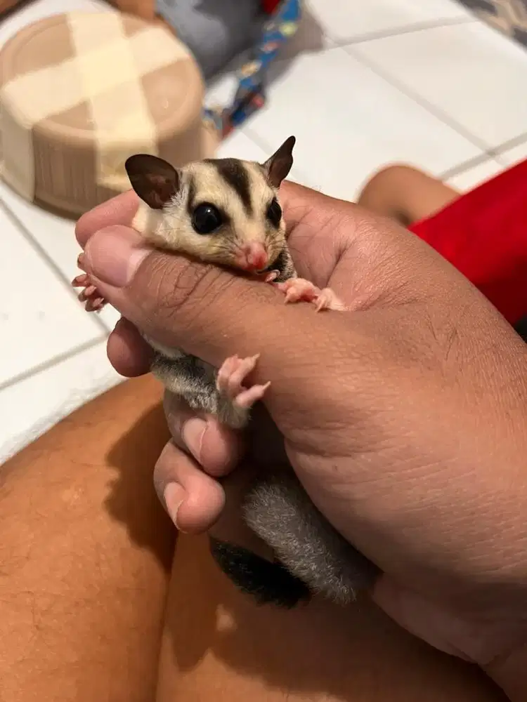 Sugar Glider White Face Joey Fullset