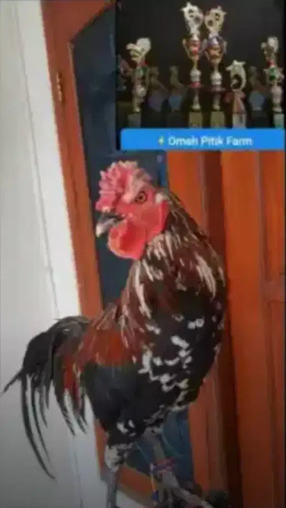 Ayam ketawa jantan sangat Murah Trah Dursam