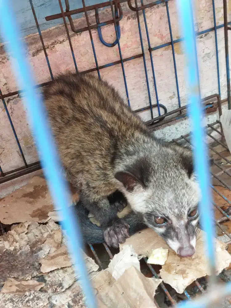 Musang Masih muda Bisa Nego