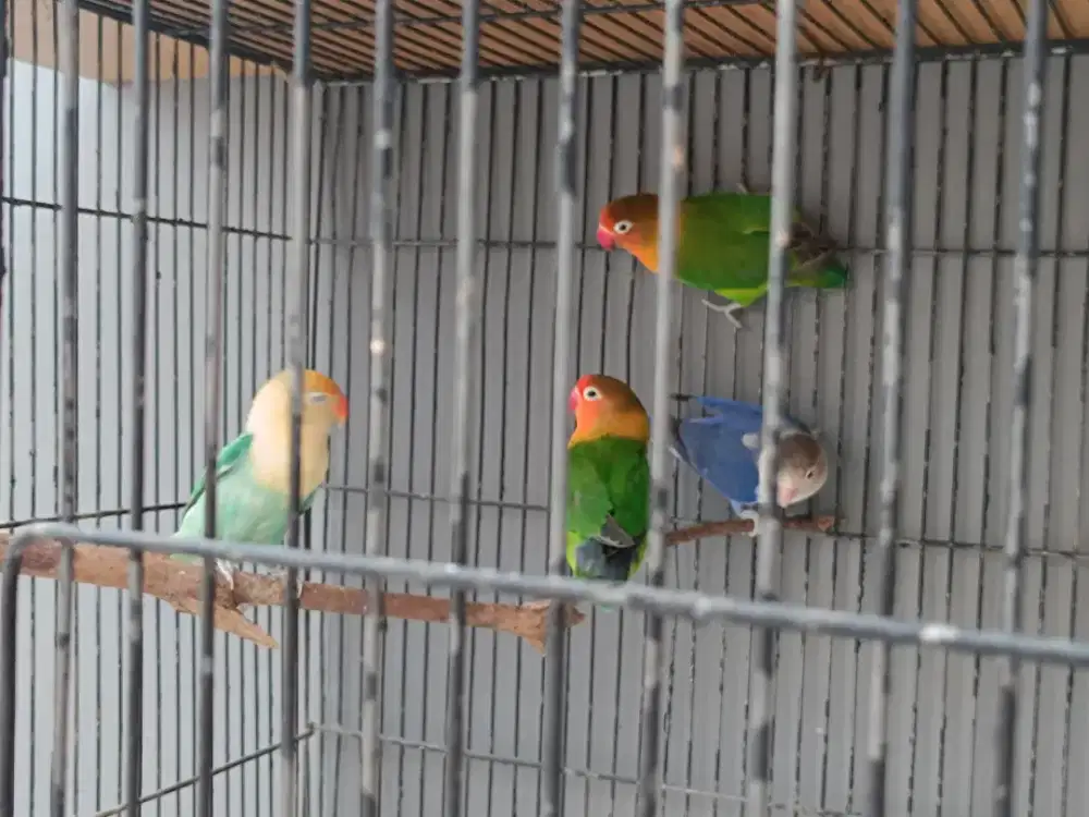 Burung lovebird 4 ekor