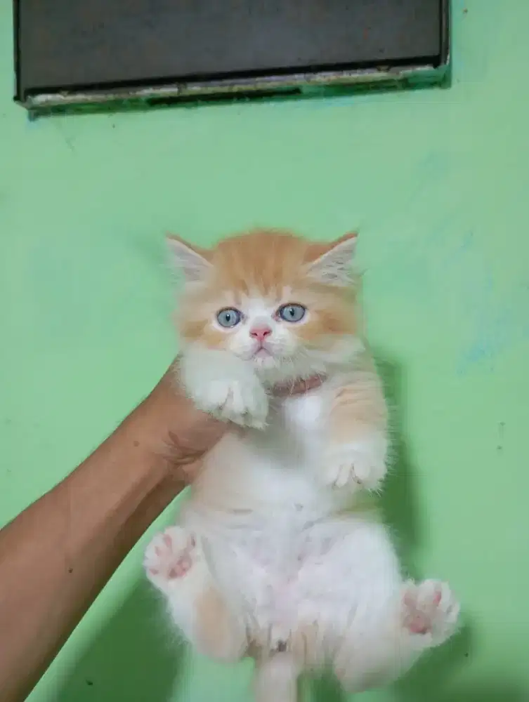 Kucing persia Himalaya