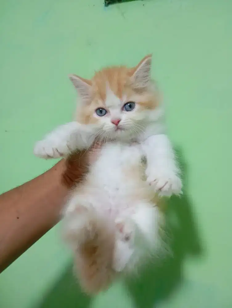 Kucing Persia bulu kapas