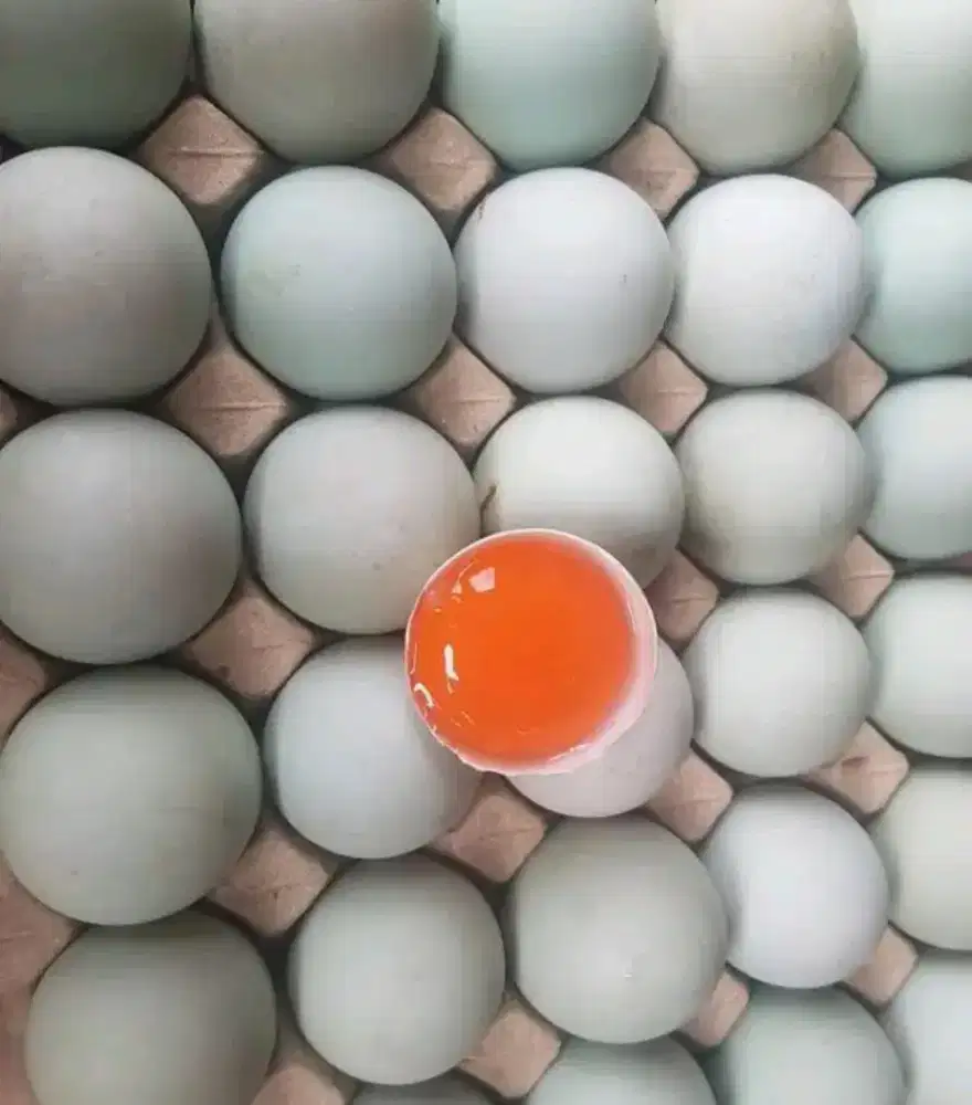 Telor bebek omega fresh dari kandang