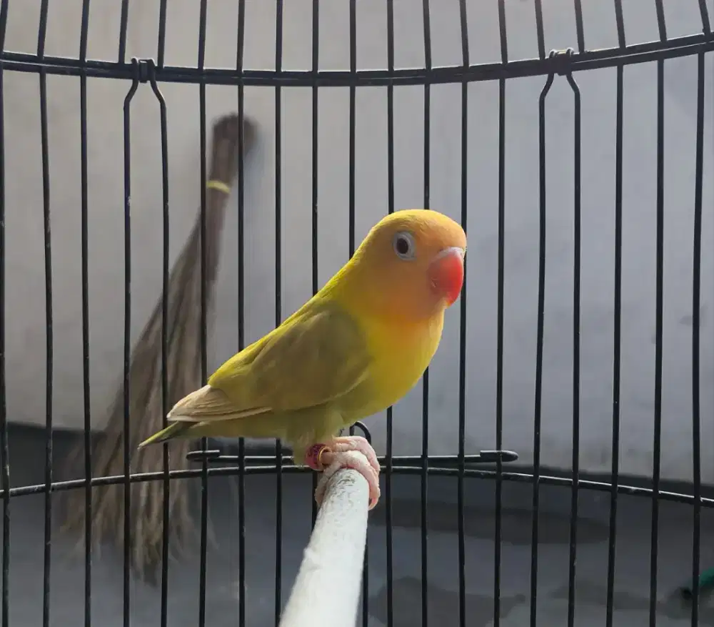 Lovebird Aqua B1 PF