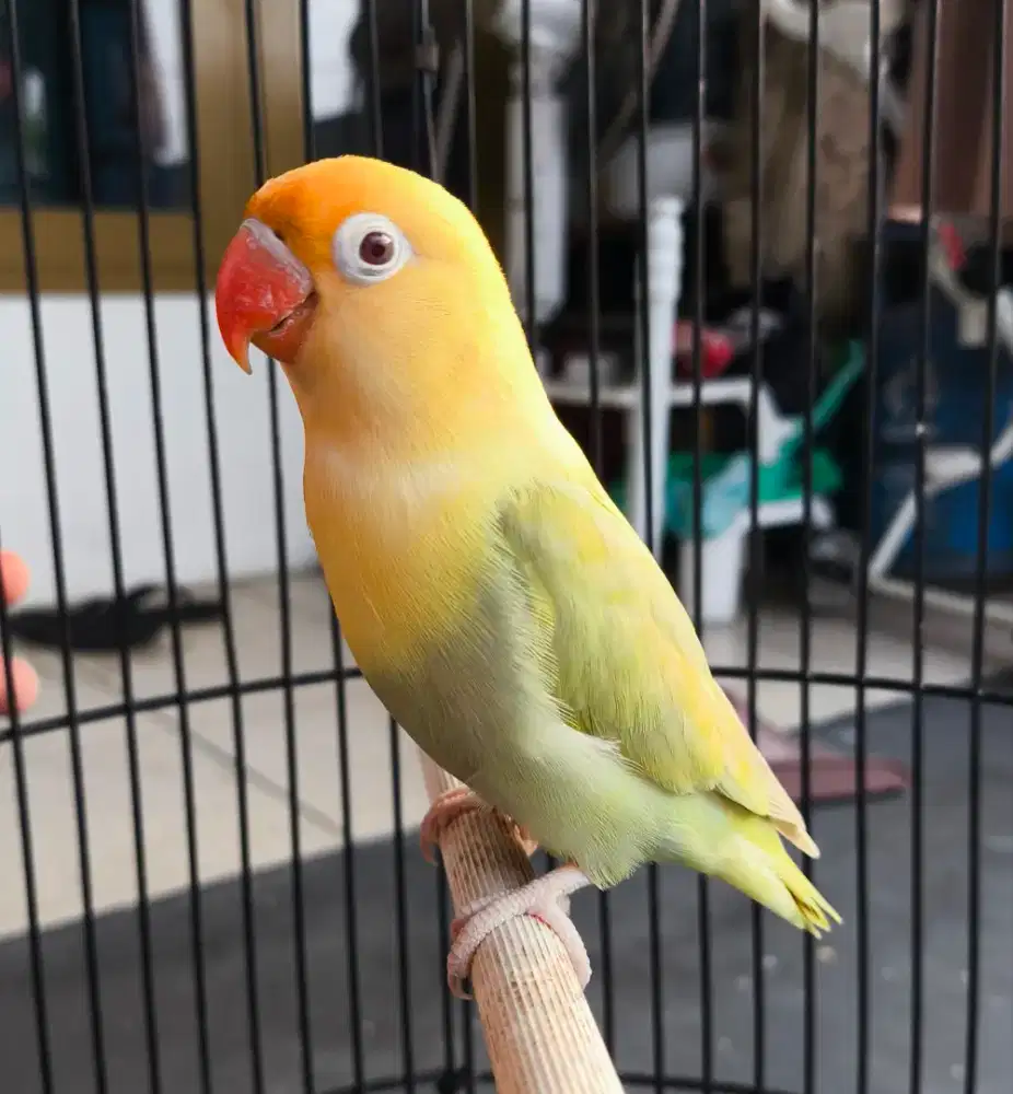 Lovebird Biola PB PF