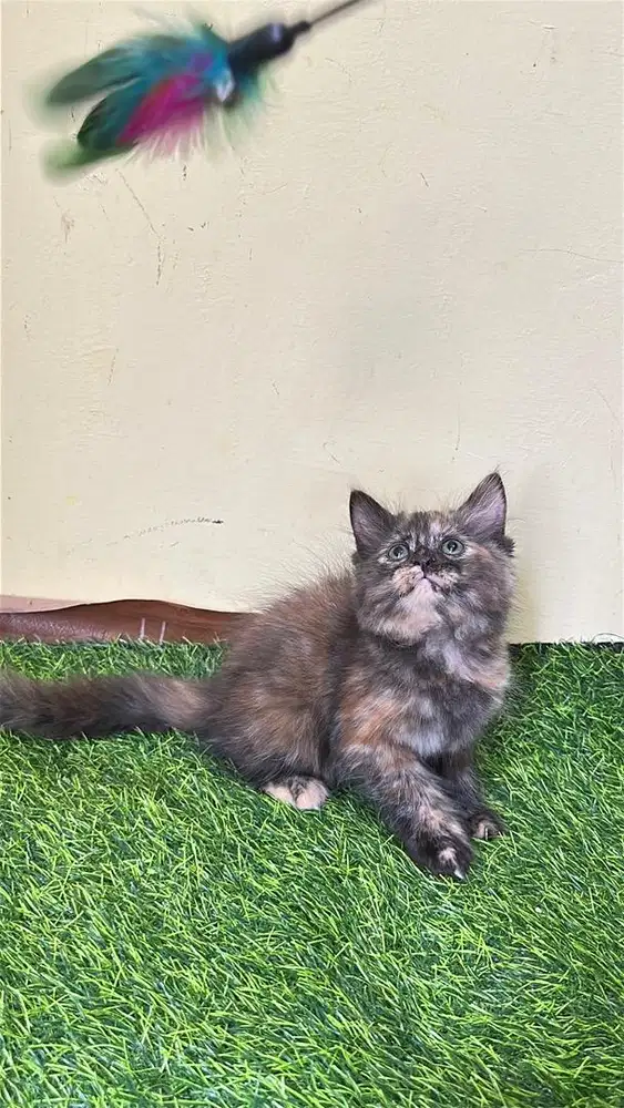 Persia longhair bulu kapas