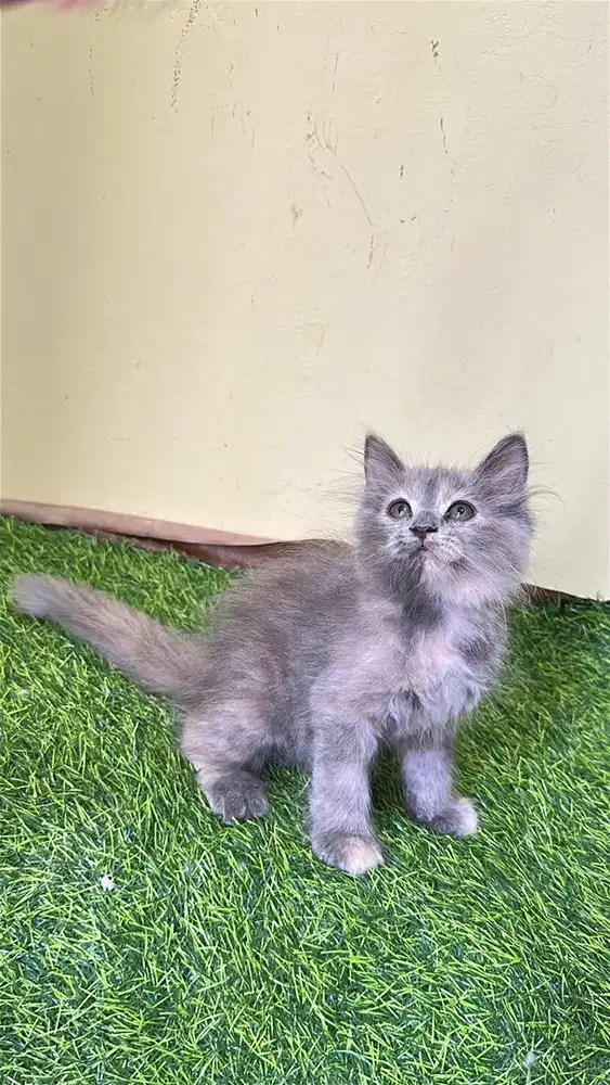 Persia longhair abu dilute