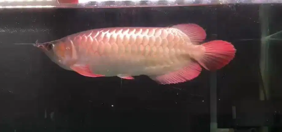 Super Red Arwana