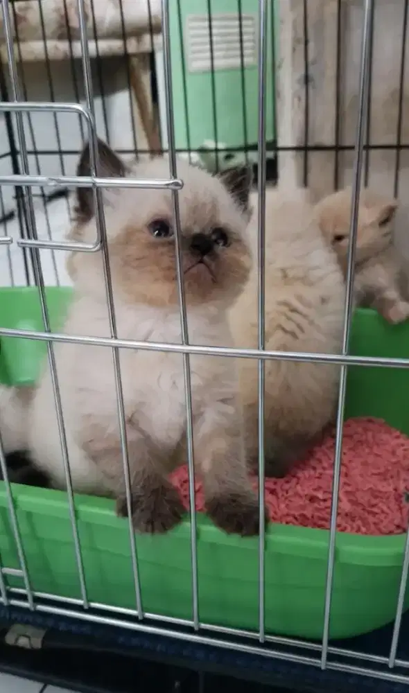 lepas adopt 
Kitten BSH Scottish
Betina