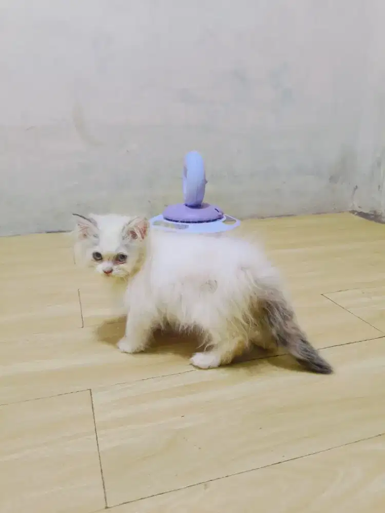 Himalaya ragdoll